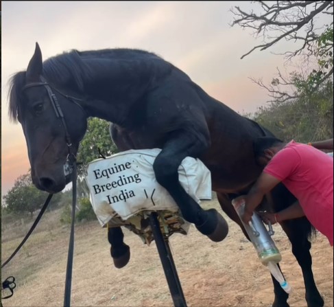 Reproductive procedure on horse