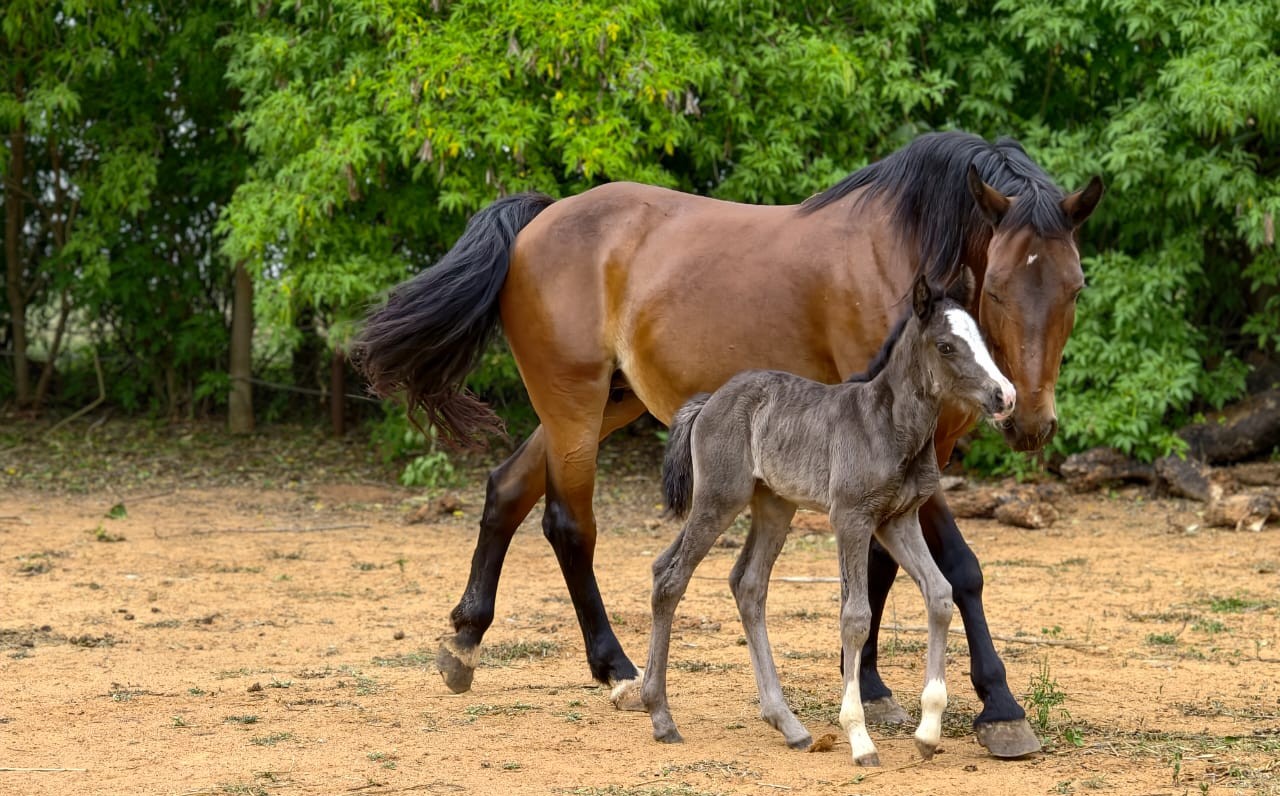 Kim Don Degas filly
